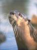 Phoenix Rising Jungle Book 044 - Cape Clawless Otter