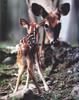 Phoenix Rising Jungle Book 046 - Deer mom and fawn