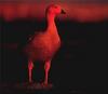 Phoenix Rising Jungle Book 047 - Upland Goose