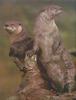 Phoenix Rising Jungle Book 052 - Giant Otter pair