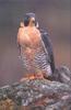 Phoenix Rising Jungle Book 055 - Peregrine Falcon