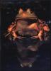 Phoenix Rising Jungle Book 057 - Bullfrog water reflection