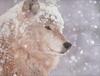 Phoenix Rising Jungle Book 062 - Grey Wolf face with snow