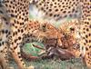 Phoenix Rising Jungle Book 065 - Cheetahs & Thomson Gazelle