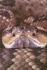 Phoenix Rising Jungle Book 067 - Black-tailed Rattler face
