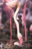 Phoenix Rising Jungle Book 069 - Flamingo incubating egg