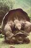 Phoenix Rising Jungle Book 071 - Galapagos Giant Tortoises mating