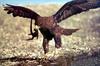Phoenix Rising Jungle Book 072 - Hawk hunted a lizard