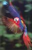 Phoenix Rising Jungle Book 073 - Scarlet Macaw in flight