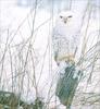 Phoenix Rising Jungle Book 076 - Snowy Owl