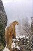 Phoenix Rising Jungle Book 082 - Cougar in snow