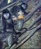 Phoenix Rising Jungle Book 086 - Silver Langur monkeys