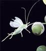 Phoenix Rising Jungle Book 092 - Oak Bush Cricket in flight