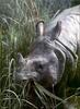 Phoenix Rising Jungle Book 097 - Sumatran Rhinoceros