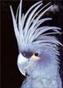 Phoenix Rising Jungle Book 101 - Great Black Cockatoo