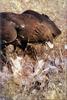 Phoenix Rising Jungle Book 111 - Golden Eagle hunted rabbit