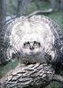 Phoenix Rising Jungle Book 117 - Great Horned Owl juvenile