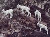 (white) Rocky Mountain Goats