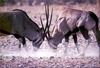 Phoenix Rising Jungle Book 120 - Gemsbok antelopes