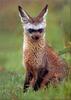 Phoenix Rising Jungle Book 121 - Bat-eared Fox