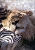 Phoenix Rising Jungle Book 131 - African Lion's kill as pillow