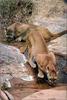 Phoenix Rising Jungle Book 135 - Cougars drinking water