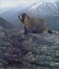 Phoenix Rising Jungle Book 136 - Yellow-bellied Marmot