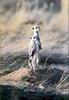 Phoenix Rising Jungle Book 137 - Namib Desert Meerkats (suricates)
