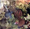 Phoenix Rising Jungle Book 138 - Mandarinfish (Synchiropus splendidus)