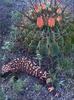 Phoenix Rising Jungle Book 145 - Gila Monster and bloomed cactus
