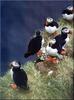 Phoenix Rising Jungle Book 153 - Atlantic Puffin group on cliff
