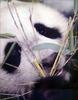 Phoenix Rising Jungle Book 155 - Giant Panda