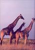 Phoenix Rising Jungle Book 161 - Giraffe trio