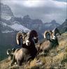 Phoenix Rising Jungle Book 178 - Bighorn Sheep (rams)