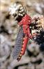 Phoenix Rising Jungle Book 180 - Common Milkweed Grasshopper (South Africa)