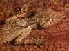 Phoenix Rising Jungle Book 186 - Leaf-tailed Gecko