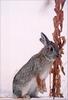 Phoenix Rising Jungle Book 187 - Mountain Cottontail Rabbit