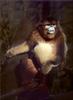 Phoenix Rising Jungle Book 195 - Golden Snub-nosed Monkey