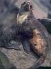 Phoenix Rising Jungle Book 197 - Northern Fur Seals