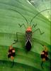Phoenix Rising Jungle Book 201 - Leaf-footed Bug