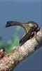 Phoenix Rising Jungle Book 203 - Locust Treehopper