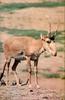 Phoenix Rising Jungle Book 216 - Saiga Antelope