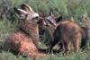 Phoenix Rising Jungle Book 217 - Bat-eared Foxes