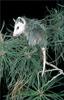 Phoenix Rising Jungle Book 228 - Virginia Opossum on pine branch