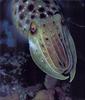 Phoenix Rising Jungle Book 235 - Cuttlefish
