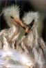 Phoenix Rising Jungle Book 245 - Snowy Egrets (chicks)