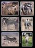 Phoenix Rising Jungle Book 257 - Zebras - 3 Zebra species: plains zebra (Equus quagga), Grevy's ...