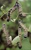 Phoenix Rising Jungle Book 268 - Mopane Worm (caterpillars)