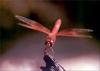 Phoenix Rising Jungle Book 283 - Dragonfly