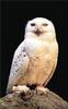 Phoenix Rising Jungle Book 298 - Snowy Owl